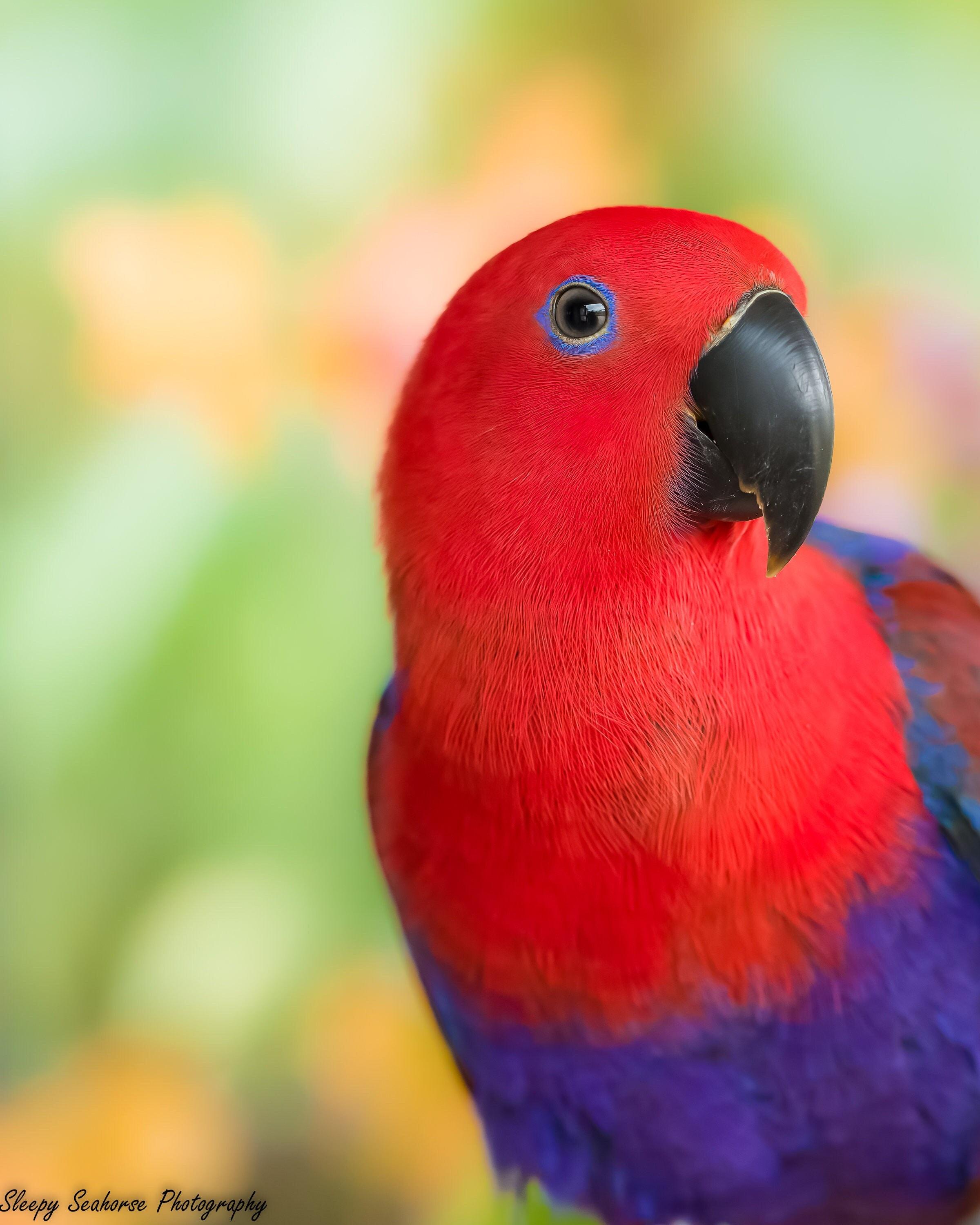 Eclectus Parrot, Bird Photography, Female Eclectus, Tropical Bird ...